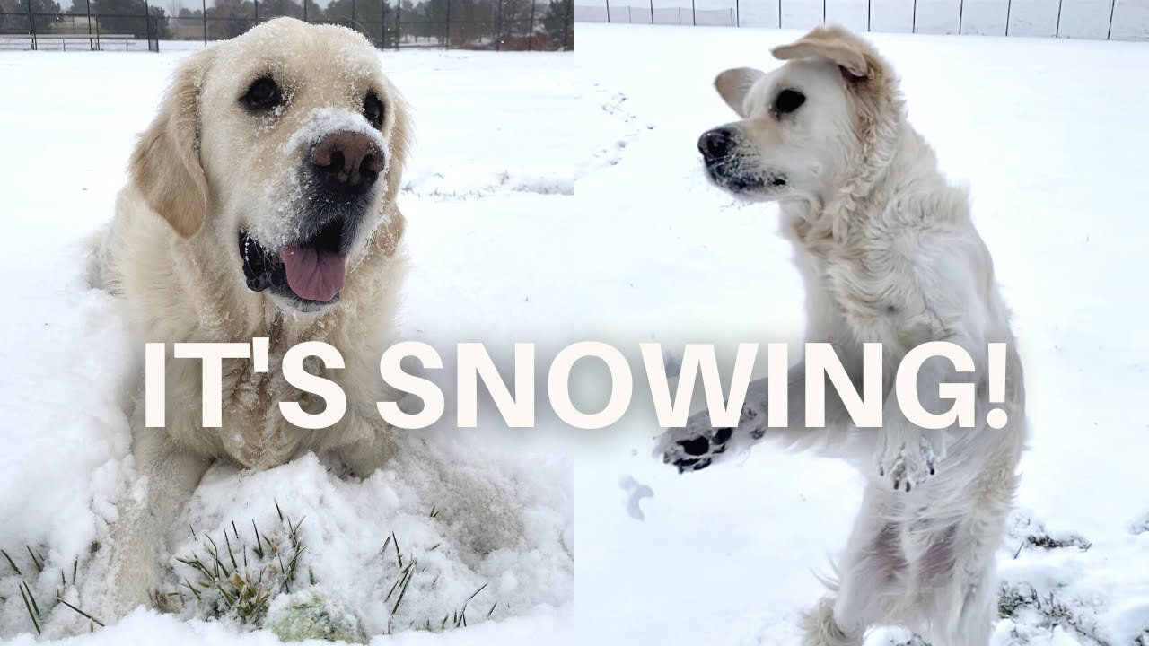 DOGS GO CRAZY in Their First Snow Experience Ever?