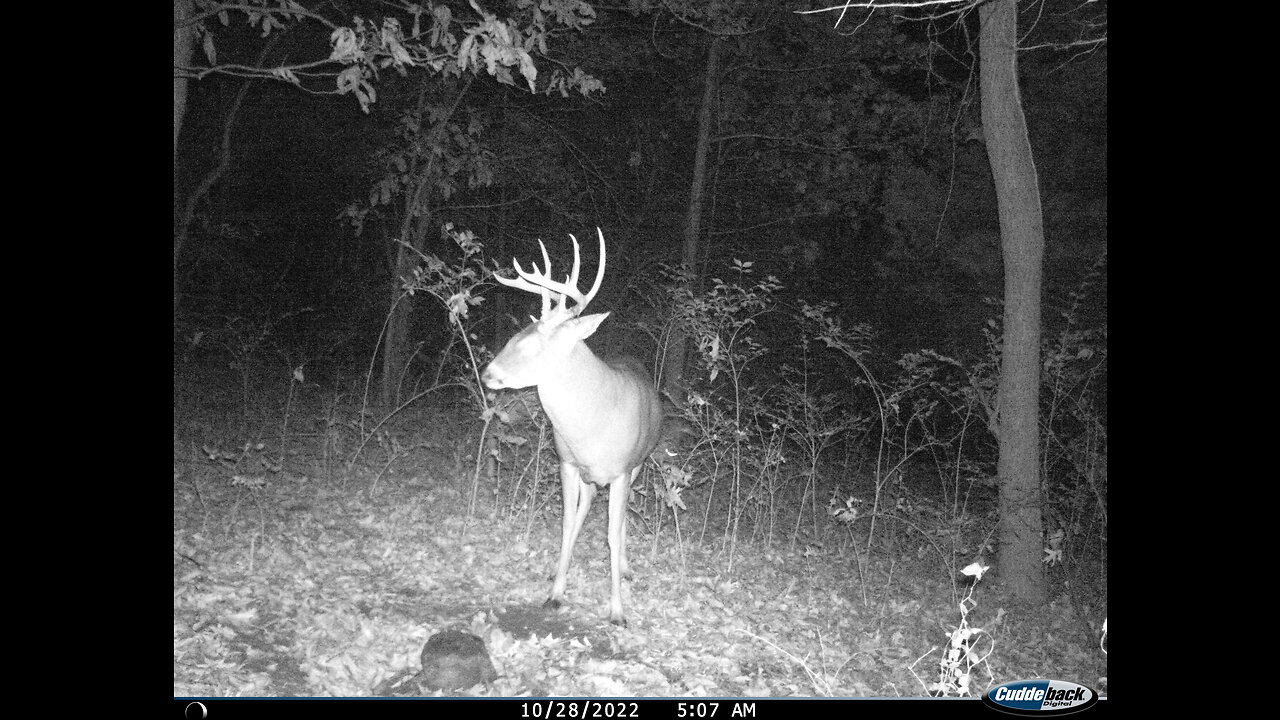 Bucks and does. 2022 Fall food plot video 5