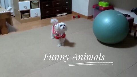 Funny Animals episode#2