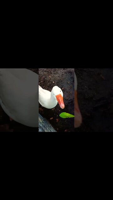 Ezra eating dandelion leaves