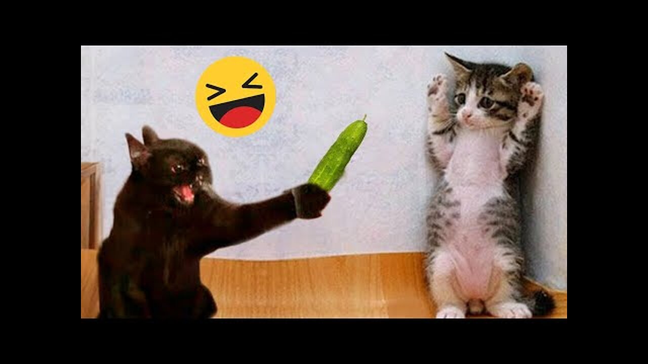 Funniest Cats and Dogs videos compilation 2023 🐶 😻 #2