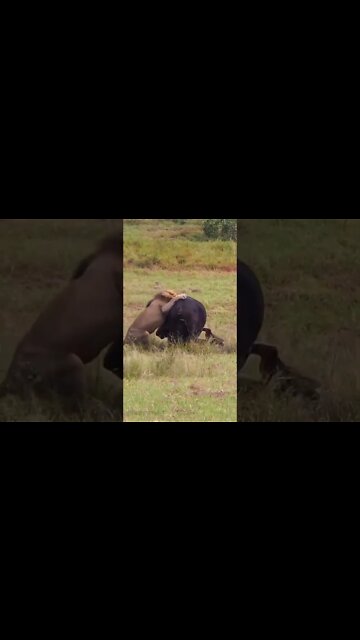 Lions Attack Buffalo #shorts