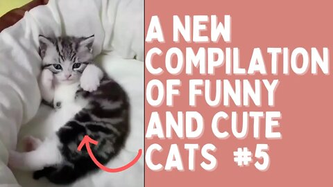 A NEW COMPILATION OF FUNNY AND CUTE CATS #5