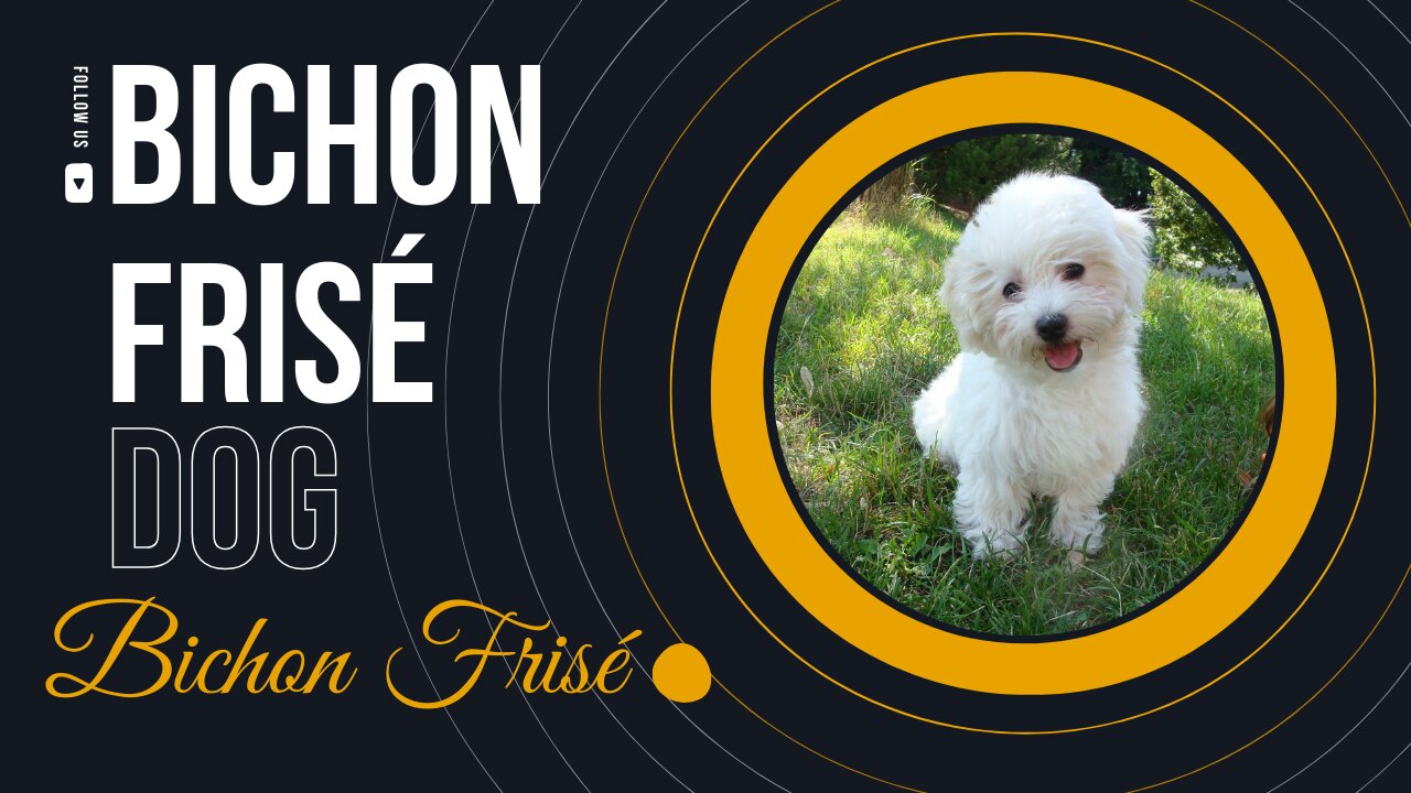 Bichon Frisé: The Charming and Fluffy Companion Dog Breed