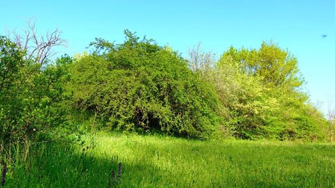 Wild nature of Russia Caucasus. Morning sounds of nature, bird voices | Beautiful nature for