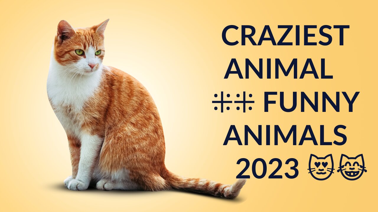 Craziest Animal ⁜⁜ Funny Animals 2023 😻😹