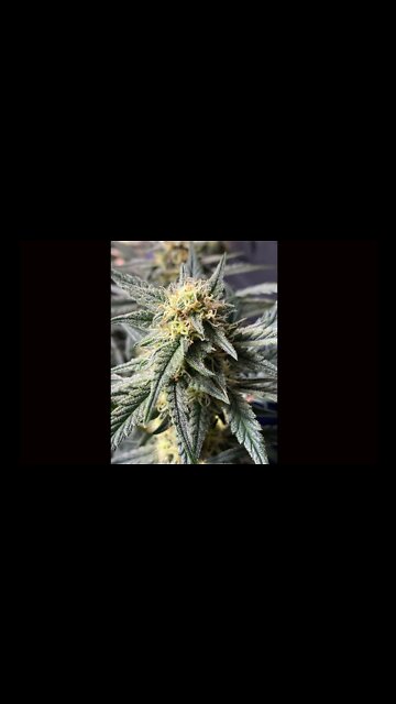 In Bloom (4X4 Tease)