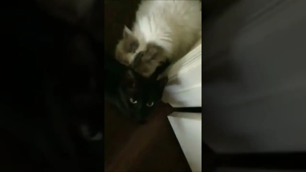 Cats Meowing Outside My Door Again! (2022) #Shorts 😻