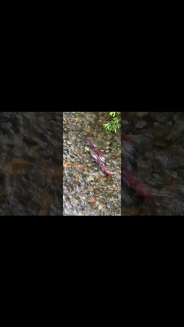 Sockeye Salmon Showing Off #Shorts