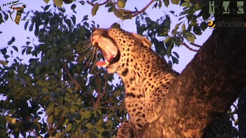 Leopard In A Tree At Dusk