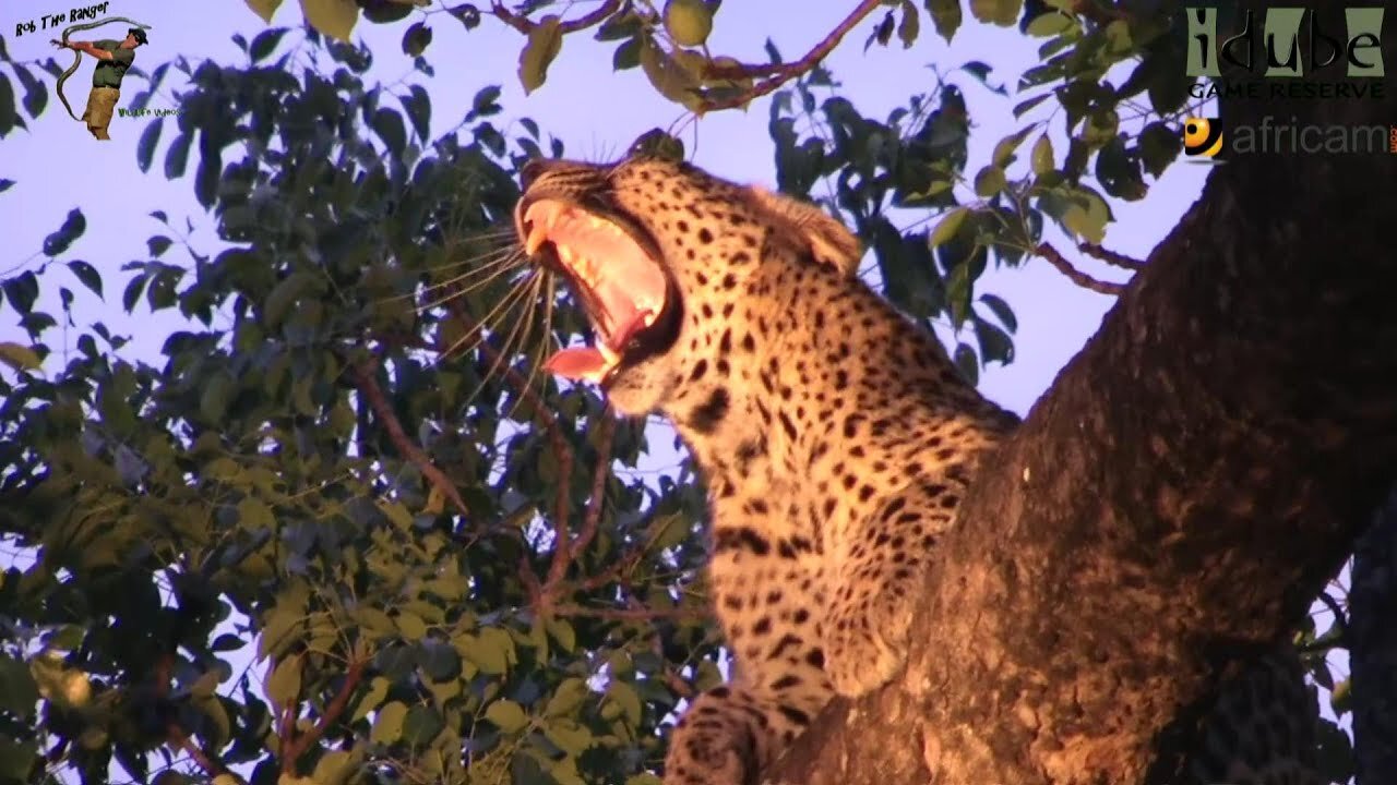 Leopard In A Tree At Dusk