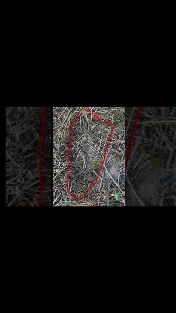 Bigfoot foot print found next to Nest #short