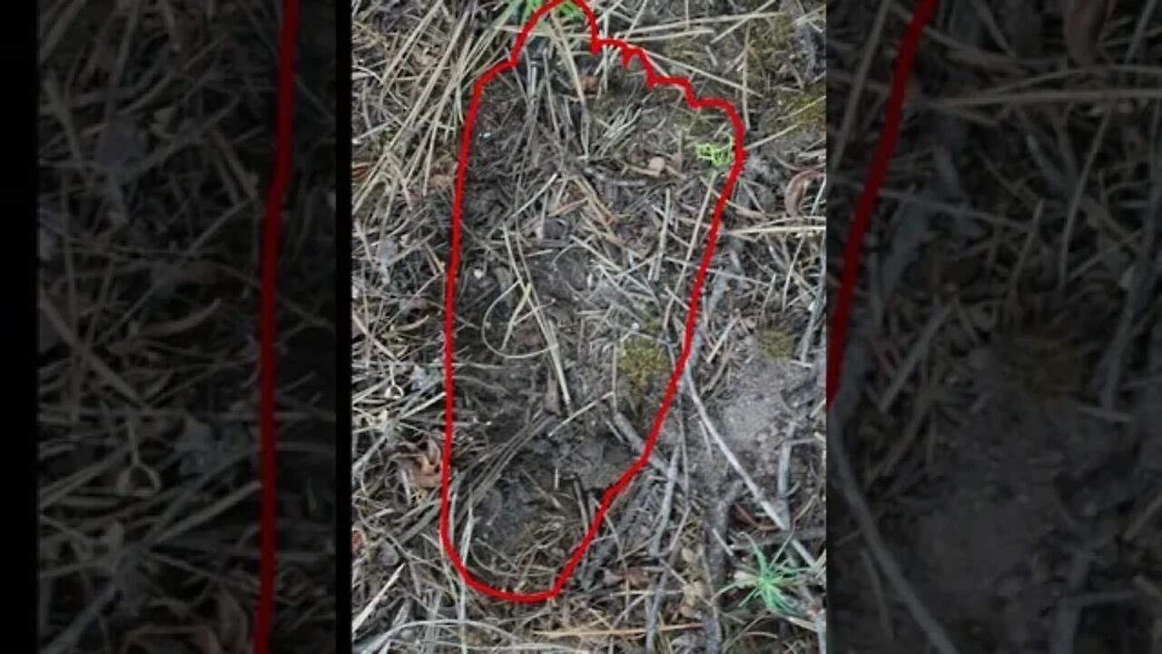 Bigfoot foot print found next to Nest #short