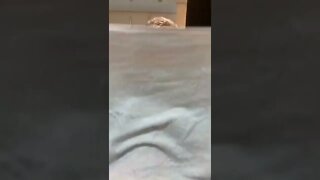 MAQUIAGEM TIKTOK #viral #meme #infantil #fypシ #shorts