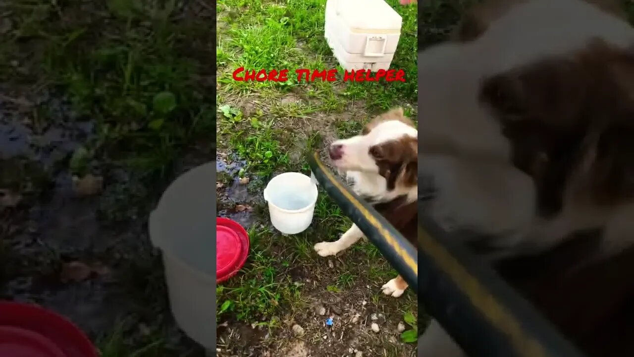 Chore Time Helper