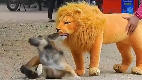 Fake lion Prank