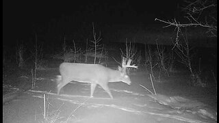 Nice Buck at a Licking Branch