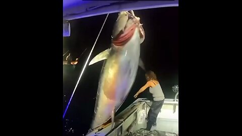 The size of a blue fin tuna fish