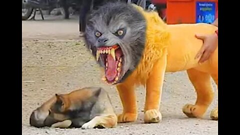 Troll Prank - Dog & Fake Lion and Fake Tiger