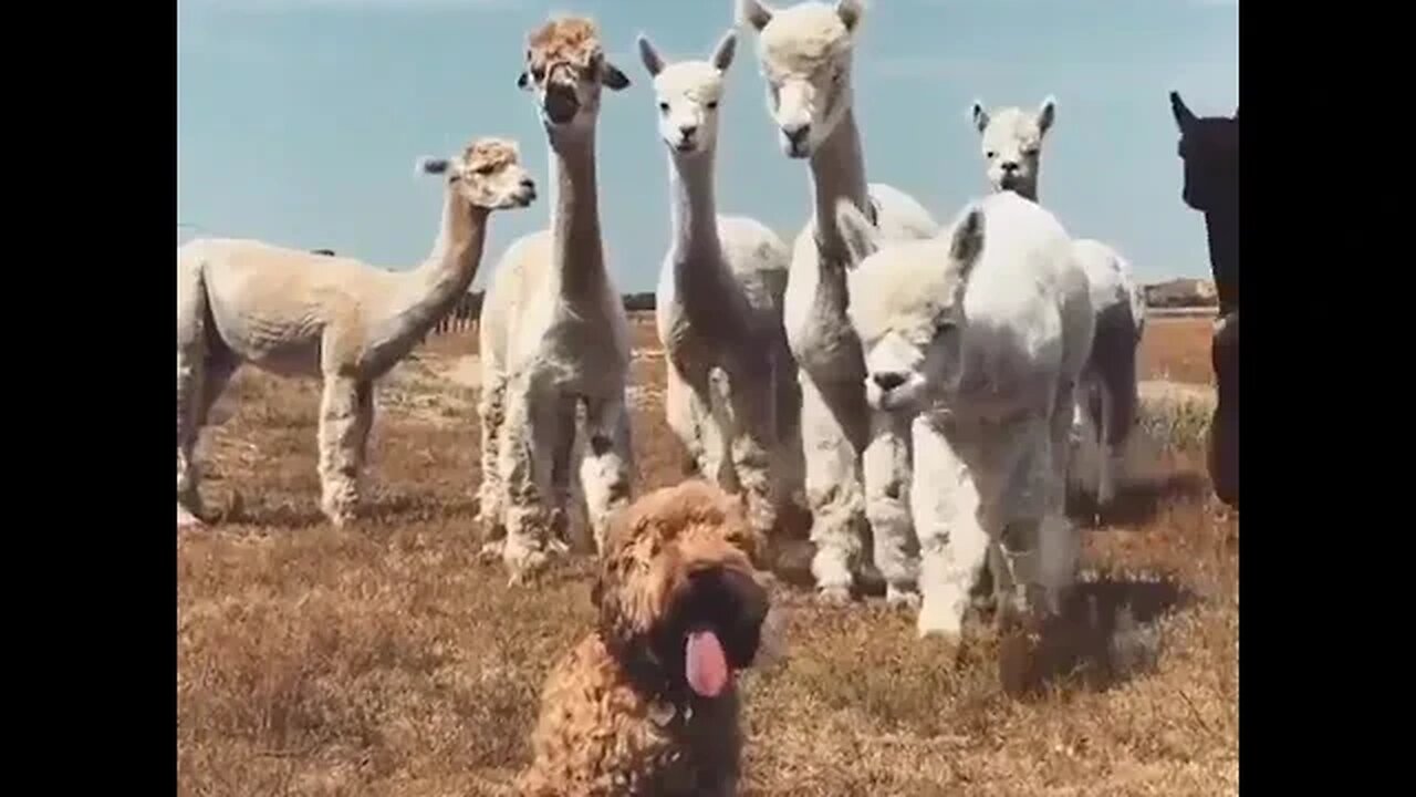 Whats Wrong With That Llama?