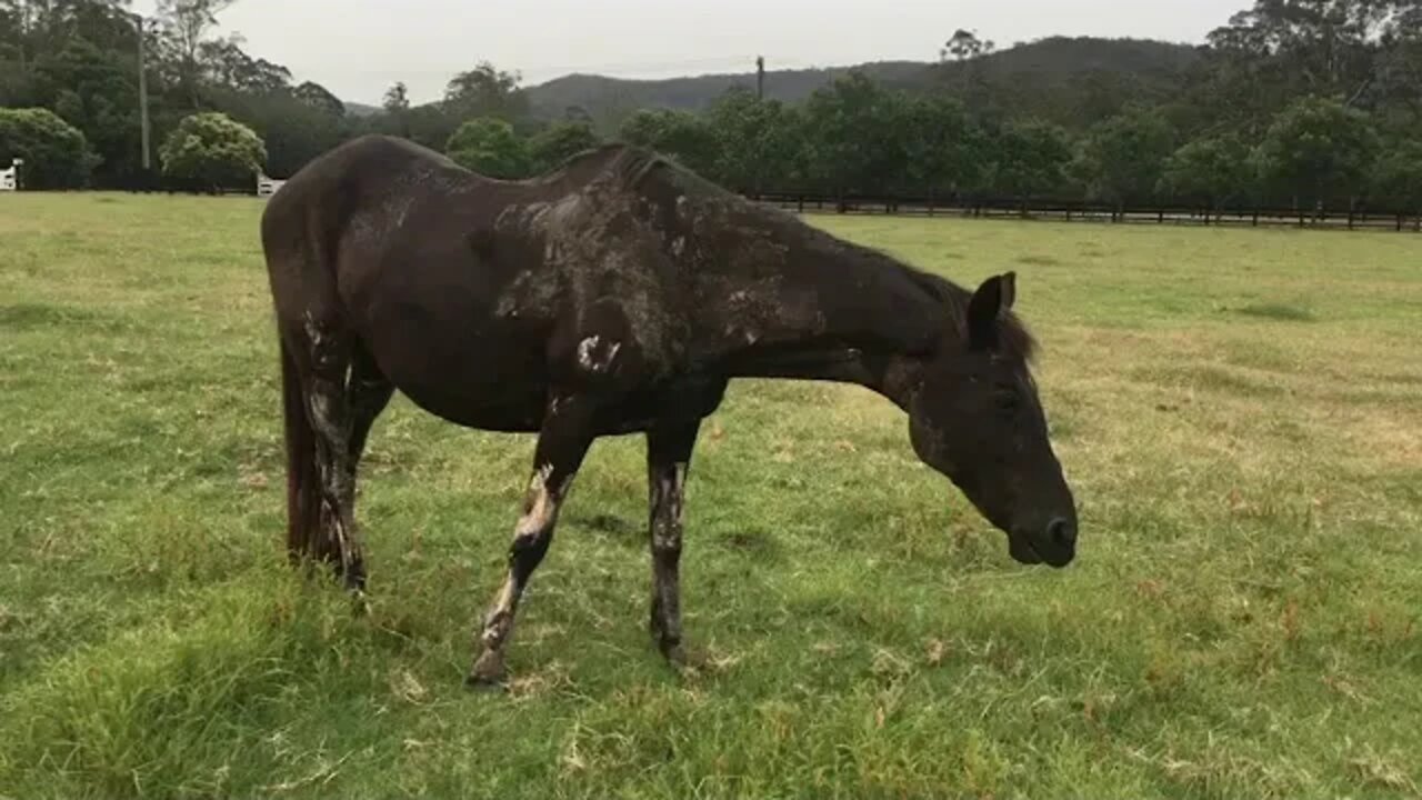 Using poultice and mud to relieve and protect itching horses