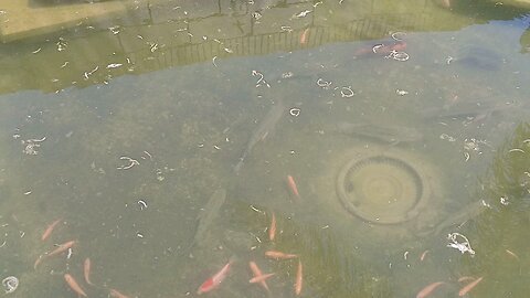 checking out my pond.