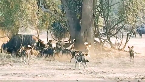 100 Wild dogs Mission Successful || 2022 ||