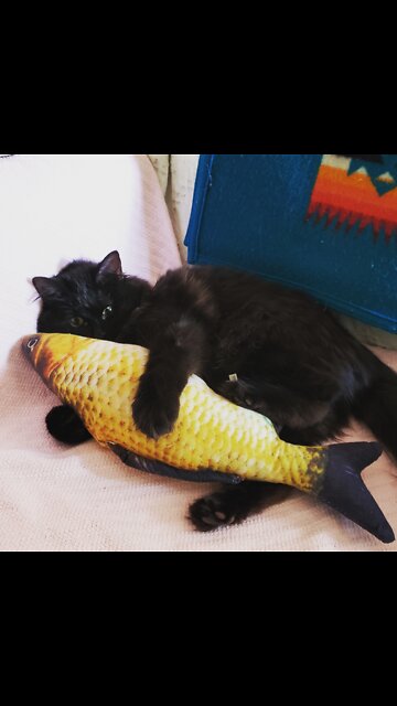 Cute Kitty Bessie playtime