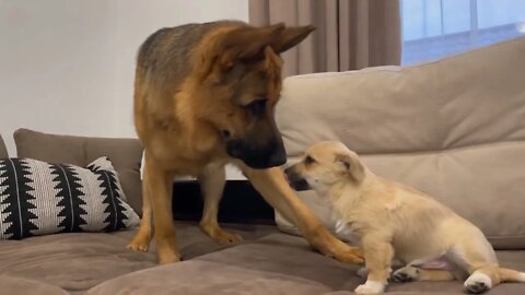 🐕German Shepherd meets his "new little brother" Puppy🦮