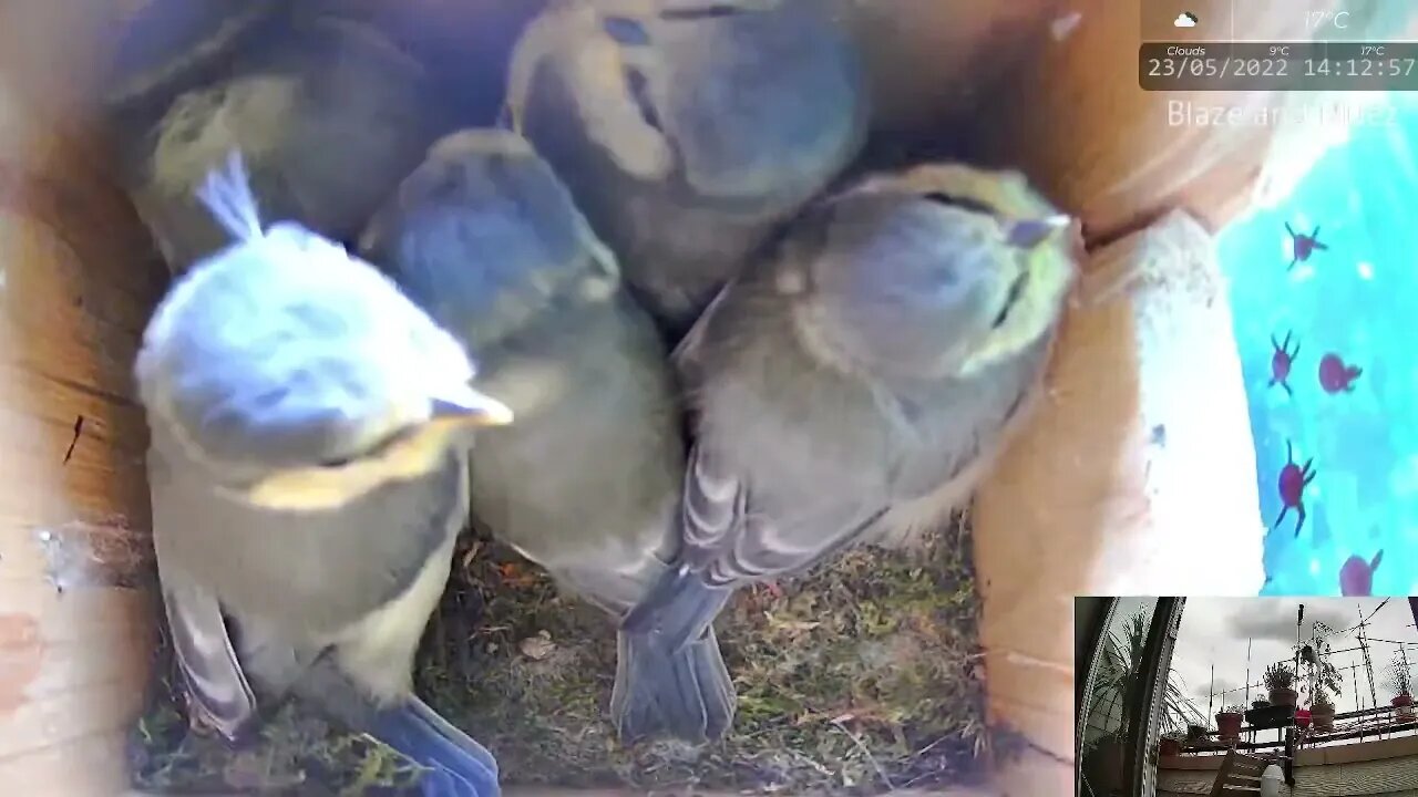 First Chick Fledges!