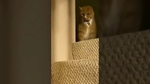 #funny cats#shorts