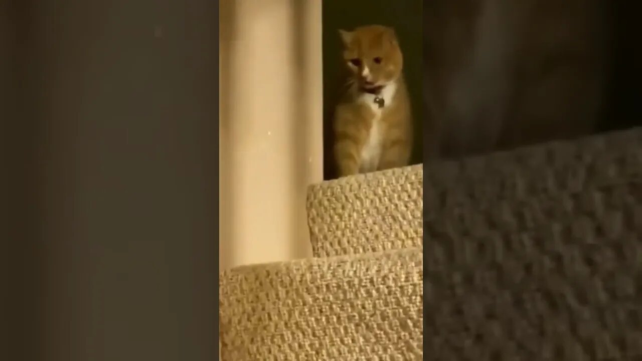 #funny cats#shorts