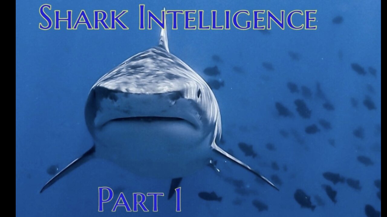 Shark Intelligence Part 1