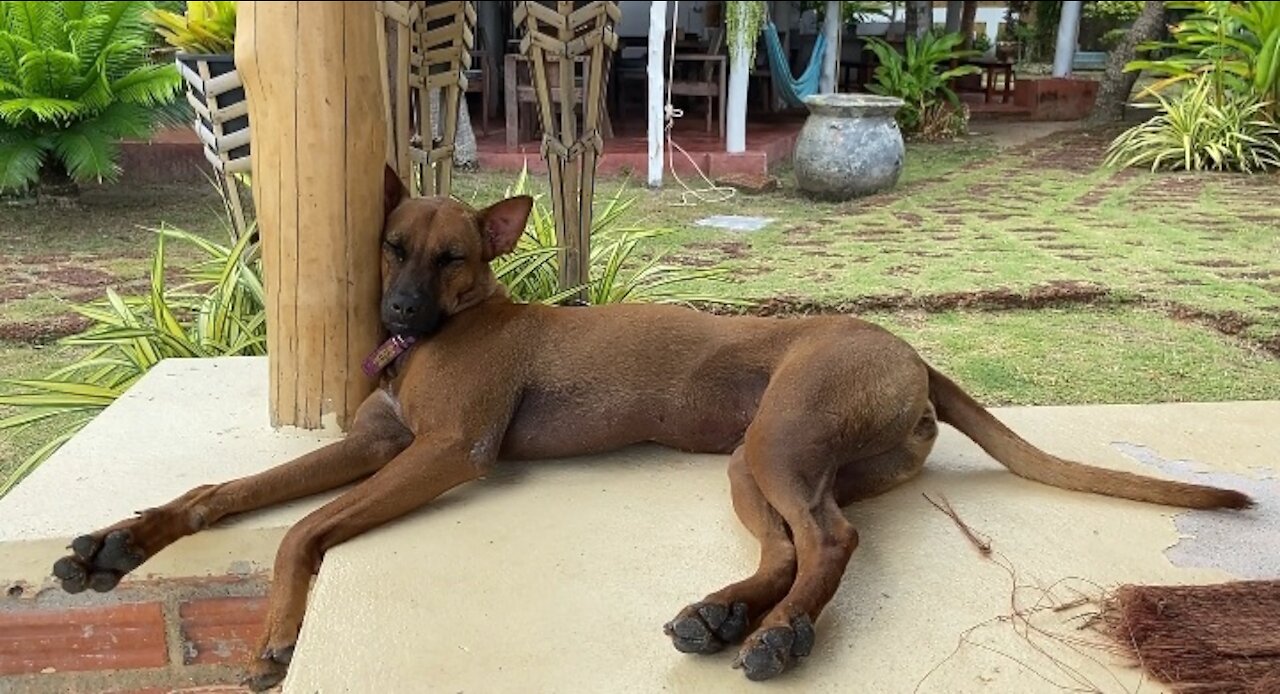 Someone disturbed the dog's sleep, and the dog's reaction was funny