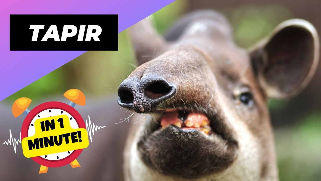 Brazilian Tapirs - In 1 Minute Cuddliest Giants of Brazil Top Animals