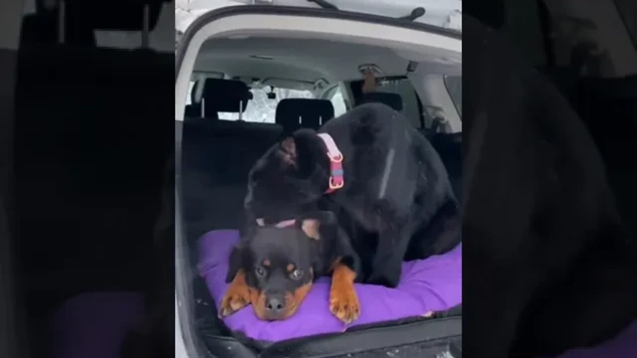 incredible friendship between a cat and a dog