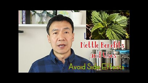 Stinging Nettle Benefits, Uses and Side Effects. Nettle Leaf or Root. How to Make Nettle Tea.