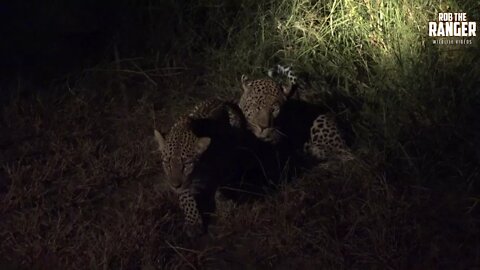 WILDlife: African Leopards At Night