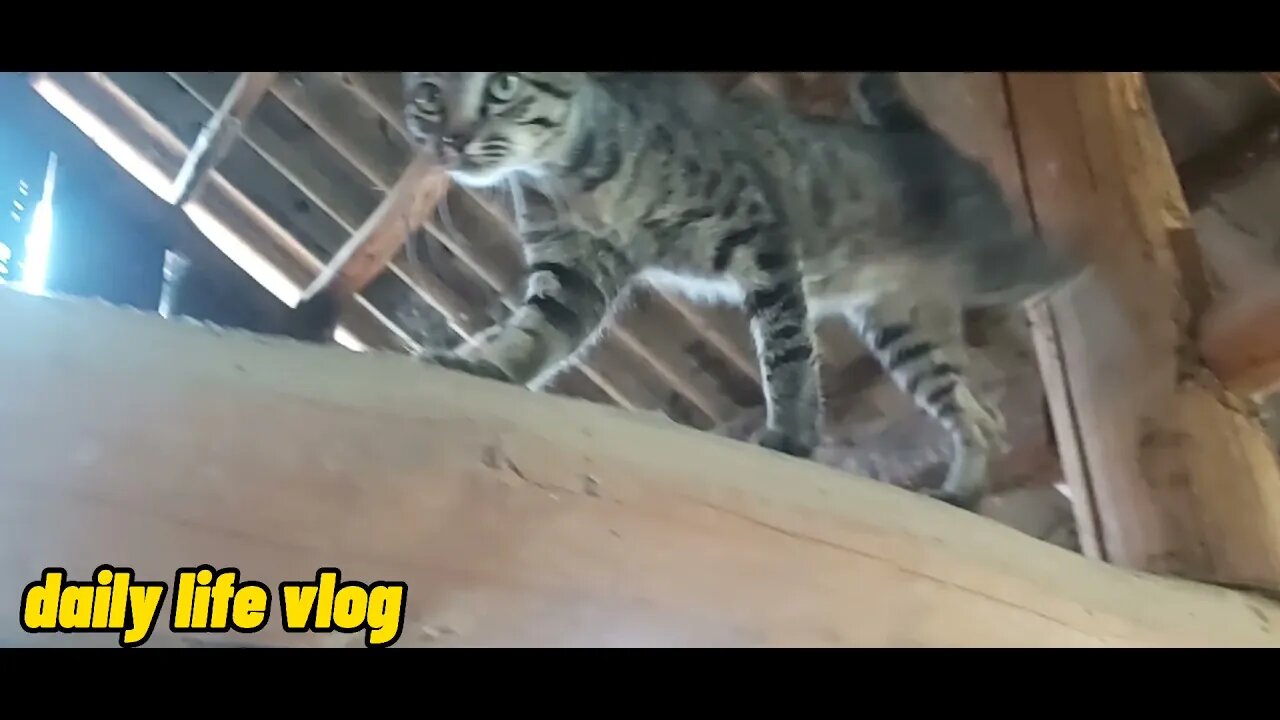 The cat climbs on the roof to catch the mouse