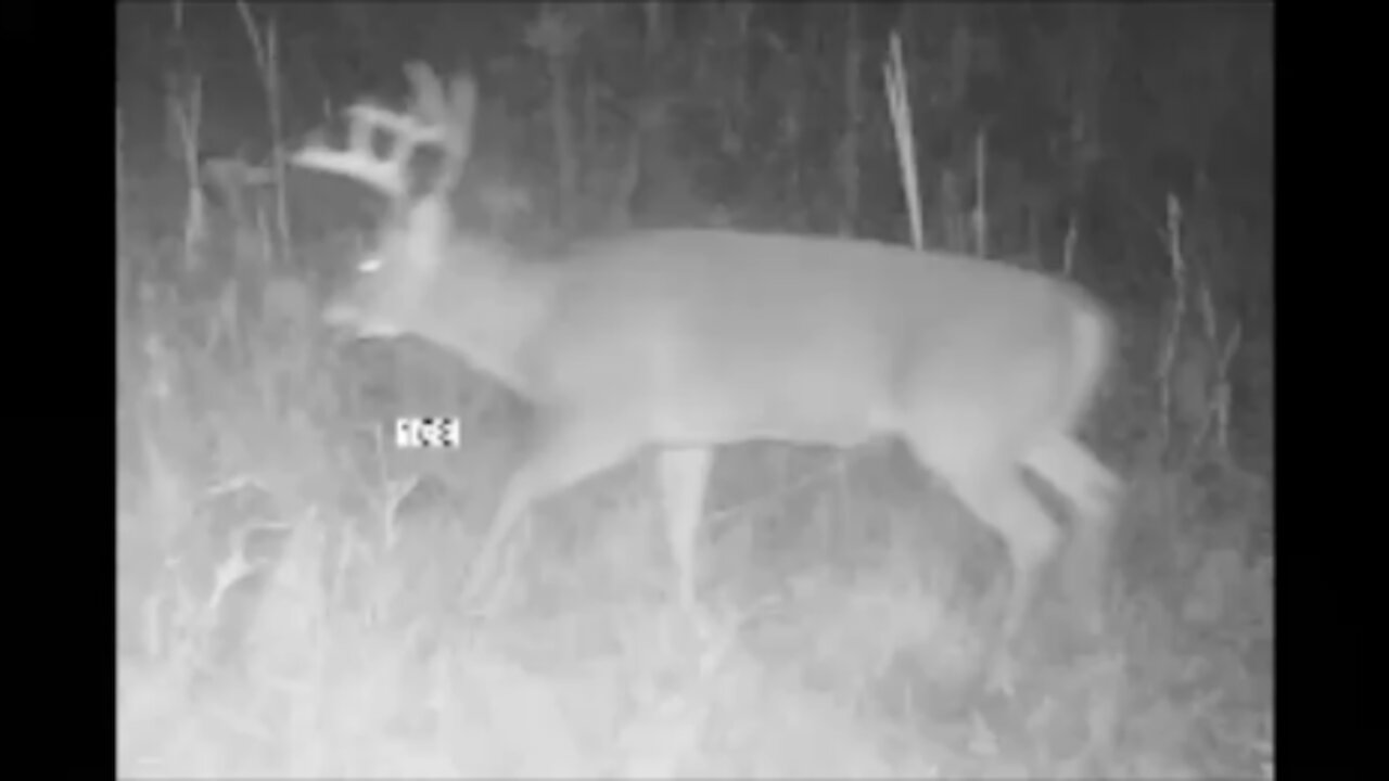 Fred Zeppelin 2021, First Snowing And More Bucks