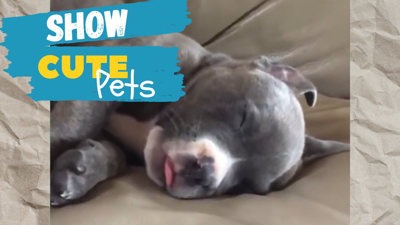 Show Cute Pets - Funny Pets - Try not laugh