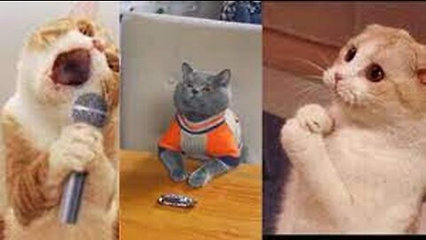 happy pets funny momments