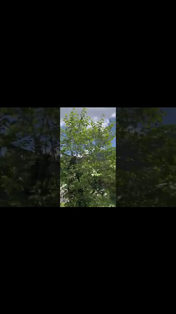 Nature beauty. #shorts