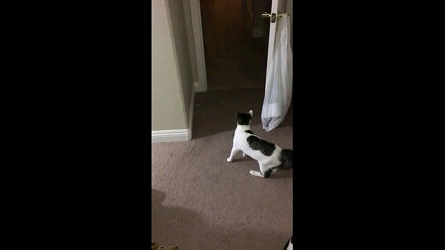 Cat senses something