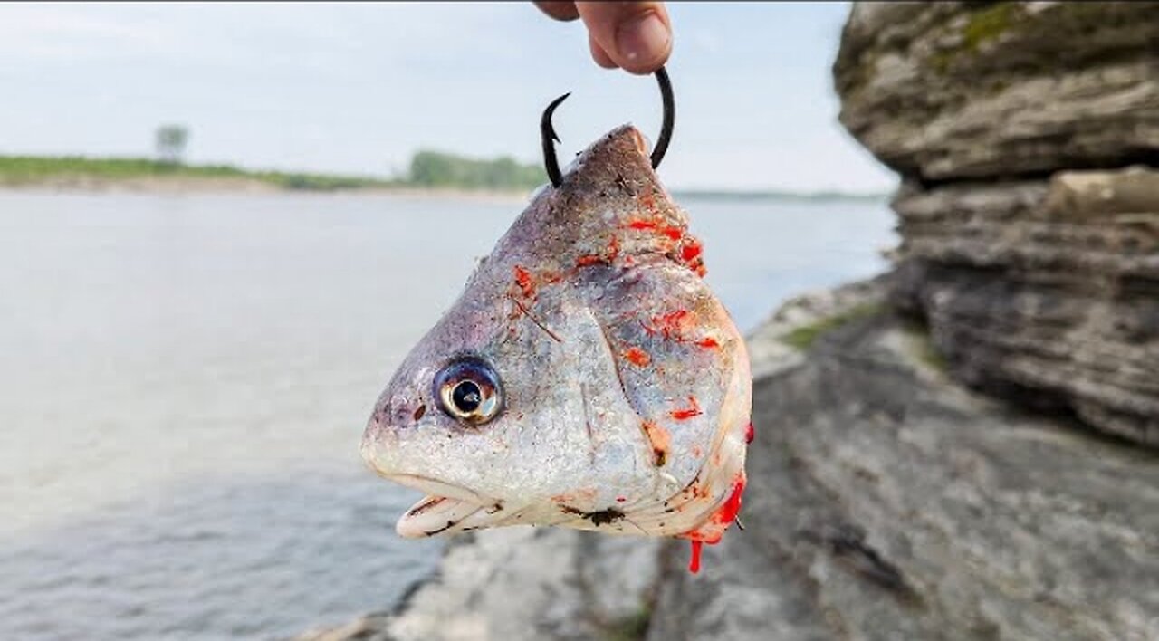 GIANT Fish in a TINY Creek!!! (The Hunt For A 100lb Catfish) #spillway #monsters #fishing