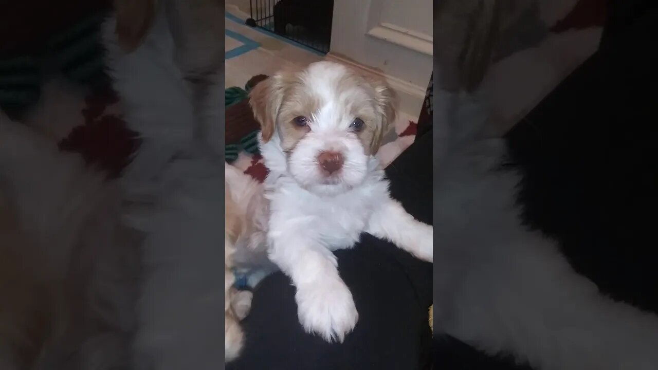 Sitting in the E Litter Puppy Pen