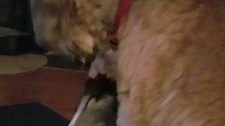 A Dog Pets A Dog