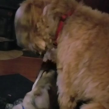 A Dog Pets A Dog