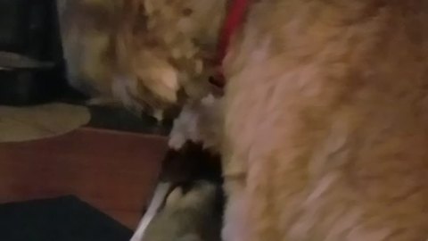 A Dog Pets A Dog