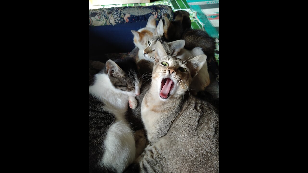 cute and adorable cat